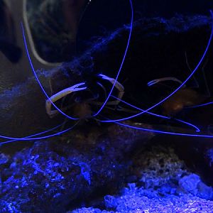 Golden coral shrimp (Stenopus scutellatus)