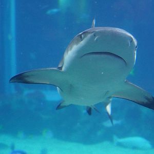 Black Tip Reef Shark