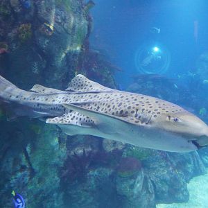 Zebra Shark