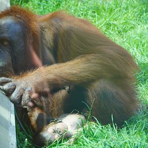 Bornean Orangutan