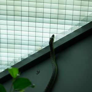 Paradise Island Flying Snake