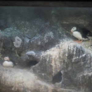 Horned Puffins