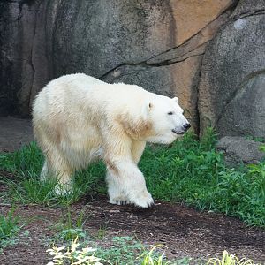 Polar Bear