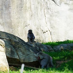 Hamadryas Baboons