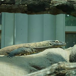 Komodo Dragon
