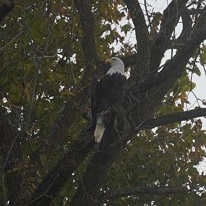 Bald Eagle