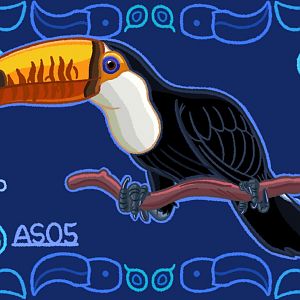 Toco Toucan