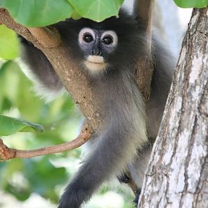 Dusky Leaf Monkeys - Khao Sam Roi Yot National Park