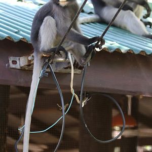 Dusky Leaf Monkeys - Khao Sam Roi Yot National Park