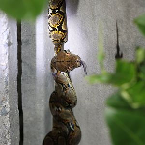 Reticulated Python