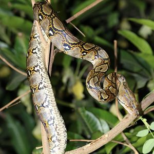 Reticulated Python