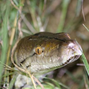 Large Reticulated Python