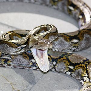 Large Reticulated Python