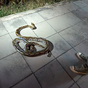 Large Reticulated Python