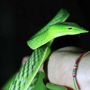 Oriental Whip Snake