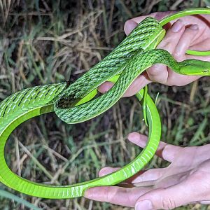 Oriental Whip Snake