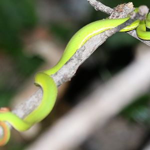 White-lipped Pit Viper