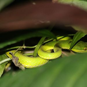 White-lipped Pit Viper