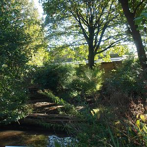 Pygmy hippopotamus exhibit, 2014-10-19