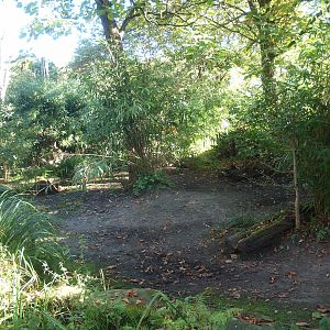 Pygmy hippopotamus exhibit, 2014-10-19