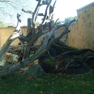Äquatorium - Orangutan outdoor exhibit, 2014-10-19