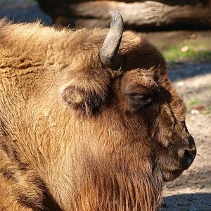 Wisent (Bison bonasus), 2014-10-19