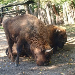 Wisents (Bison bonasus), 2014-10-19