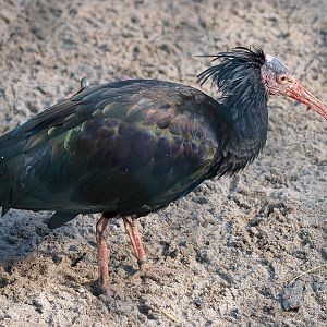Waldrapp (Geronticus eremita), 2014-10-19