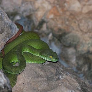 Big-eyed Pit Viper
