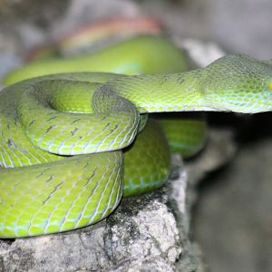 Big-eyed Pit Viper