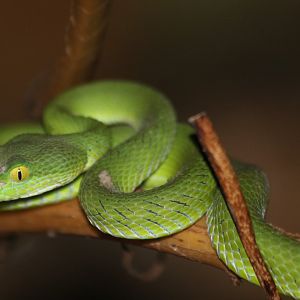 Big-eyed Pit Viper