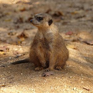Meerkat (Suricata suricatta), 2014-10-19