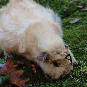 Domestic guinea pig (Cavia porcellus), 2014-10-19