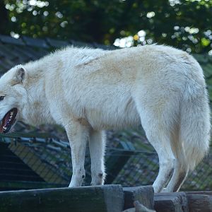 White wolf (Canis lupus), 2014-10-19
