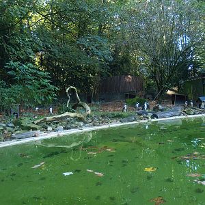 Old African penguin exhibit (Now gone, recently replaced by a new exhibit), 2014-10-19