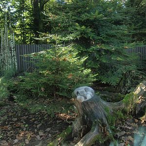 Arctic fox exhibit (Now gone), 2014-10-19