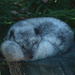 Arctic fox exhibit (Vulpes lagopus), 2014-10-19