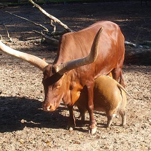 Red river hog (Potamochoerus porcus) walking underneath an Ankole-Watusi (Bos taurus indicus), 2014-10-19