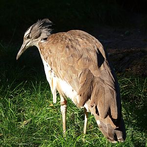 Kori bustard (Ardeotis kori), 2014-10-19