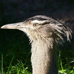 Kori bustard (Ardeotis kori), 2014-10-19