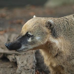 Ring-tailed coati (Nasua nasua), 2014-10-19