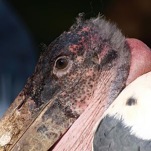 Marabou (Leptoptilos crumenifer), 2014-10-19