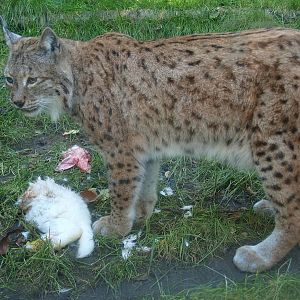 Northern lynx (Lynx lynx lynx) eating a rabbit, 2014-10-19