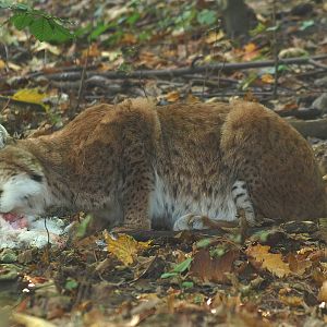Northern lynx (Lynx lynx lynx) eating a rabbit, 2014-10-19