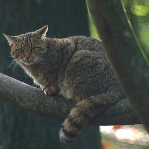 European wildcat (Felis silvestris silvestris), 2014-10-19