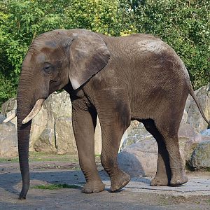 African bush elephant (Loxodonta africana), 2014-10-19
