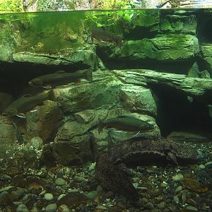 Chinese giant salamander (Andrias davidianus) and Brook trout (Salvelinus fontinalis), 2014-10-19