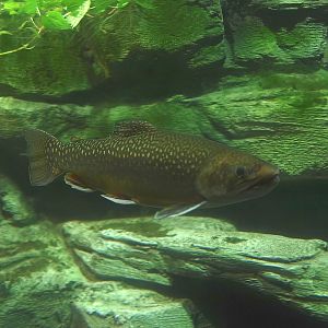 Brook trout (Salvelinus fontinalis), 2014-10-19