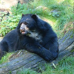 Spectacled bear (Tremarctos ornatus), 2014-10-19