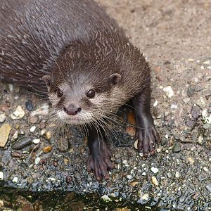 Asian small-clawed otter (Aonyx cinerea), 2014-10-19